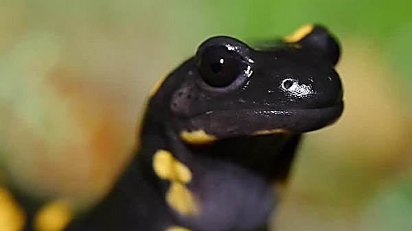 Foto eines Feuersalamanders